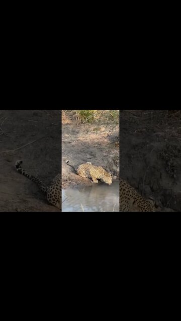 The Tortoise Pan male quenches his thirst after an intense day of patrolling #viral #shorts #fyp