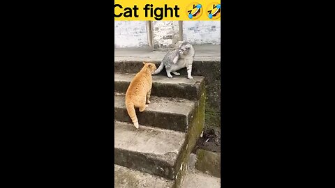 Cat fight only for kid