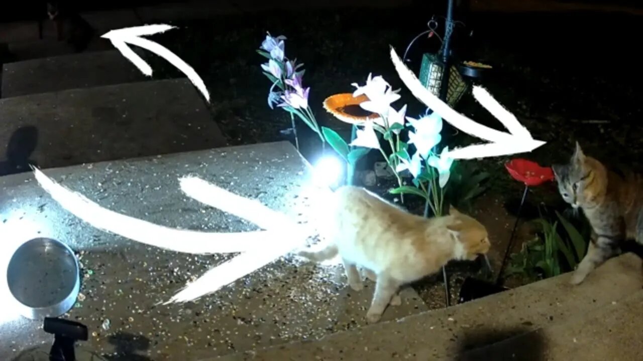 2 Cats Fight While A Fox Watches 😬