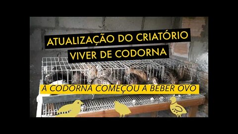 ATUALIZAÇÃO DO CRIATÓRIO VIVER DE CODORNA