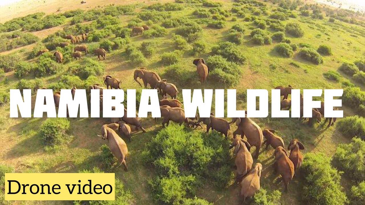 Africa & Wildlife | Cinematic FPV