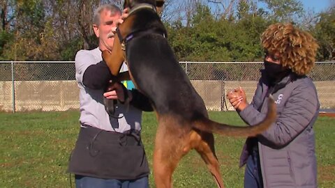 Pet Pals: Meet Turbo