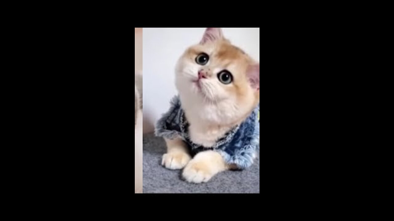 Funny Pet Videos Compilation - Cats and Dogs Funniest - Cuttest Pets Videos - Healthy Cats