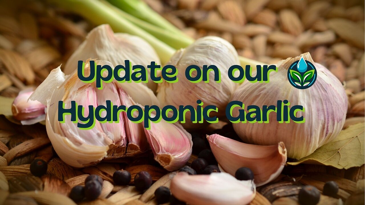 Hydroponic Garlic Seeding Update