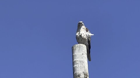 Beautiful Hawk