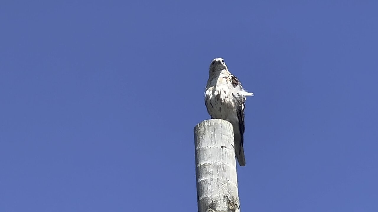 Beautiful Hawk