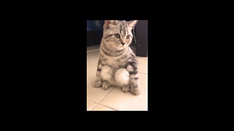 Baby cats funny video 2022