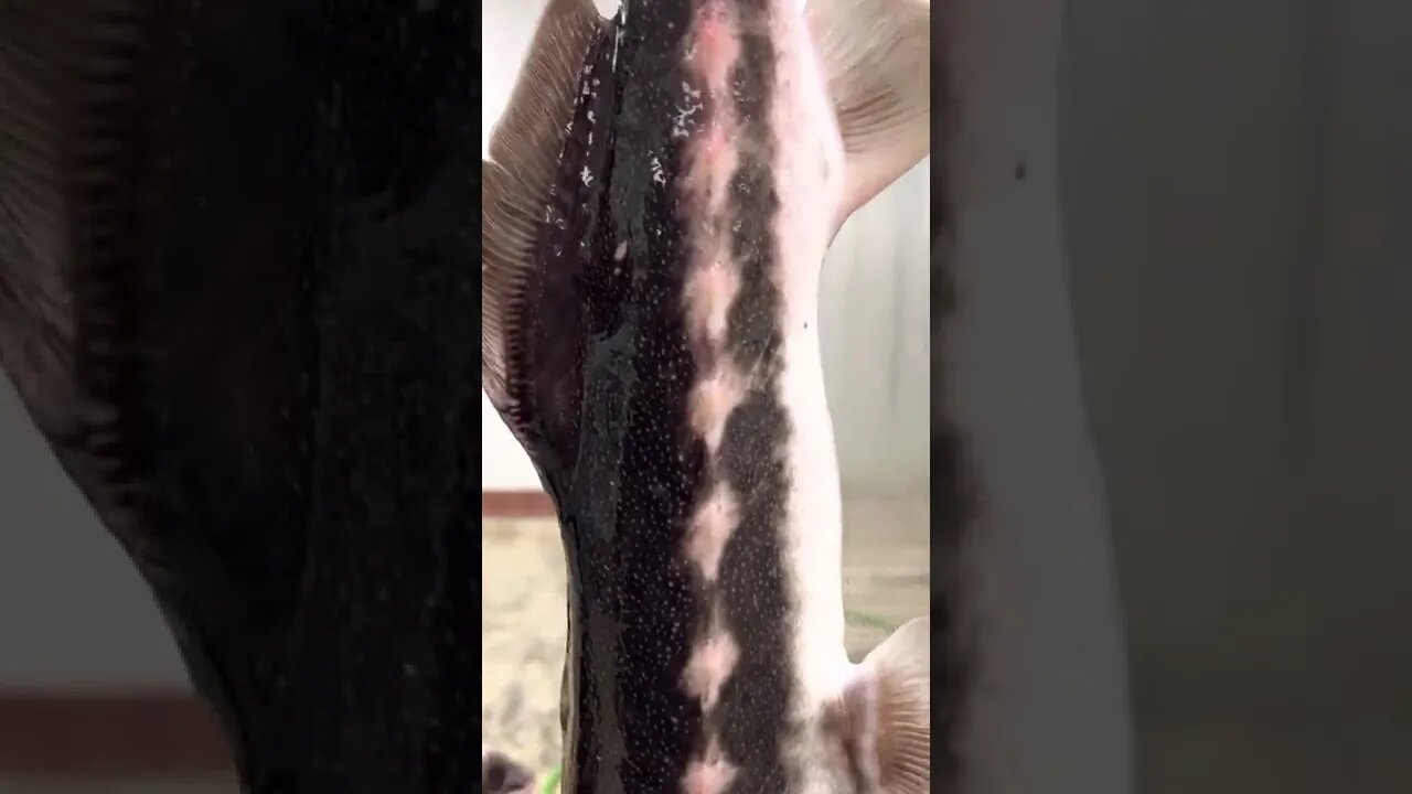 Sturgeon Scales