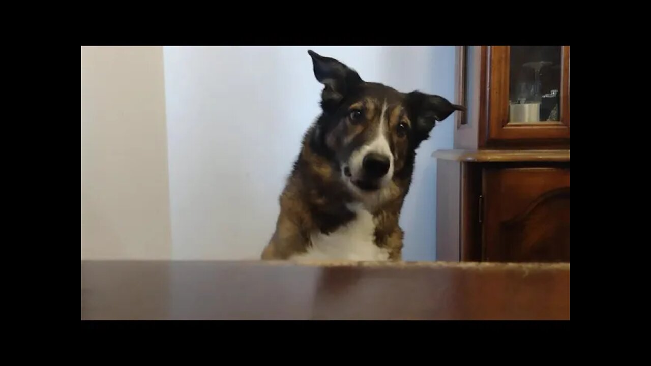 Almost Two Minutes Of My Dog Ganaya Getting A Treat.