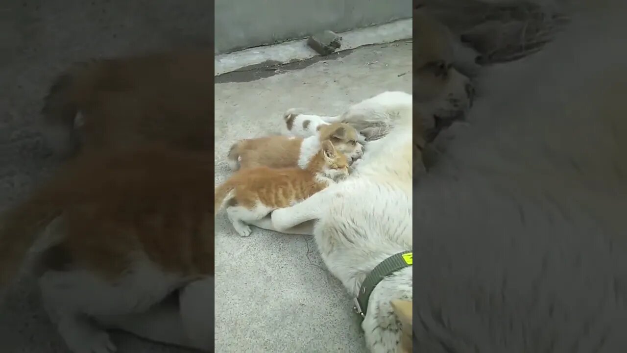 Good girl feeding her puppies and a hungry kitty