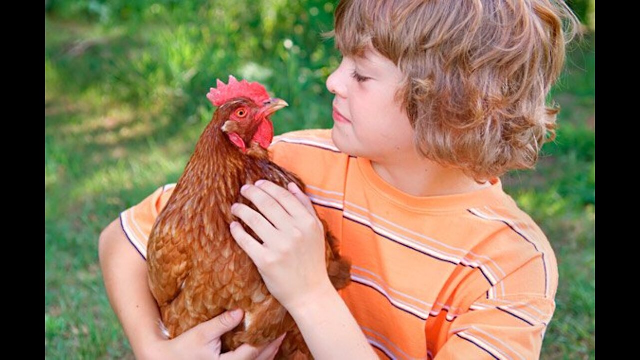 Funny chickens and roosters Chasing kids and adults 😂😂||funny videos compilation 2022