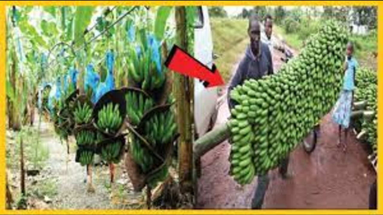 How To Banana Harvesting Cableway - Banana Processing in factory - Banana Farm to harvest