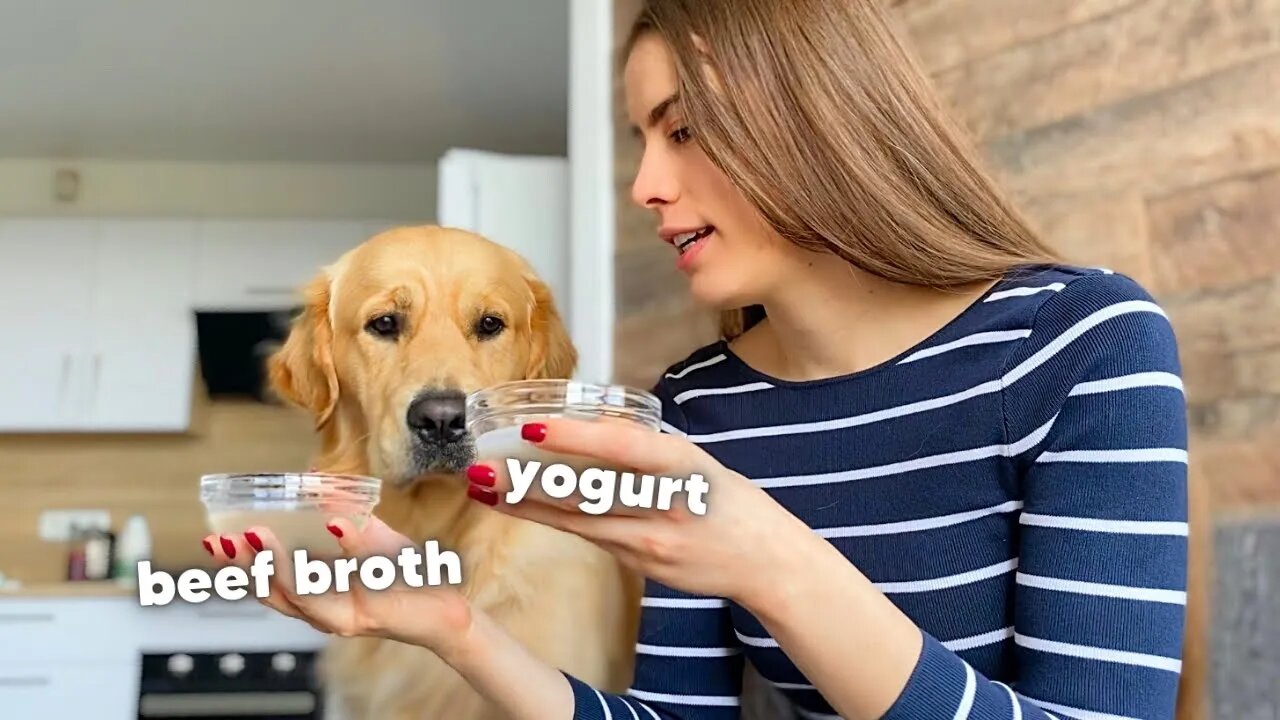 I Let My Dog Choose Between Beef Broth And Yogurt