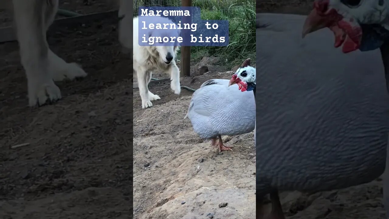 Maremma learning to ignore guinea fowl