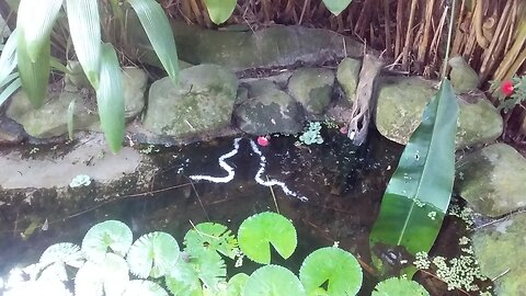9.8.2024 From the pond... (2)