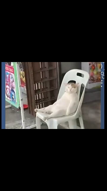 Funny pets 😂 Part 2