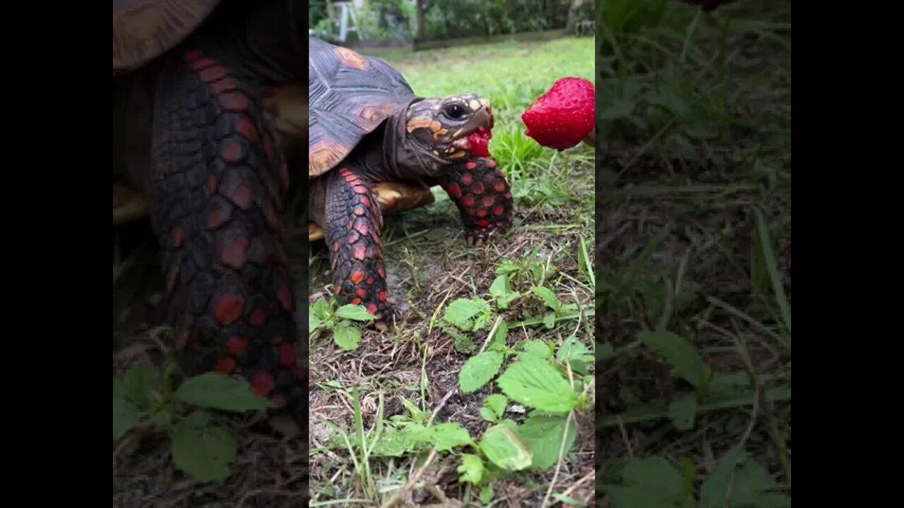 Melon vs Strawberry #shorts #tortoiseshorts