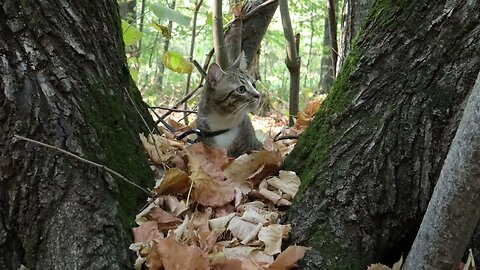 Cat Found a Comfy Place in the Soft Leaves