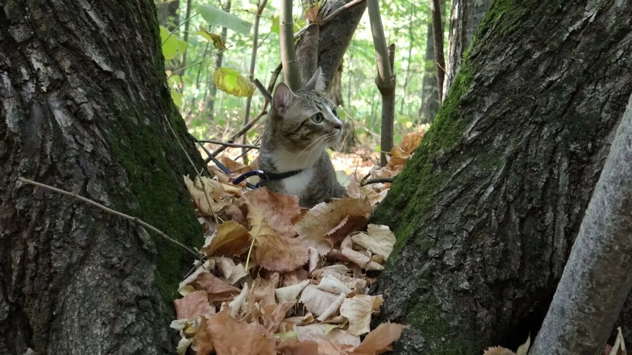 Cat Found a Comfy Place in the Soft Leaves