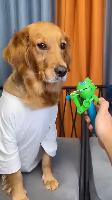 Dog: Just because l'm good-natured doesn't mean I won't bite! funny dog videos