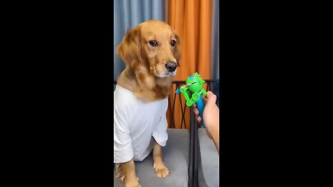 Dog: Just because l'm good-natured doesn't mean I won't bite! funny dog videos