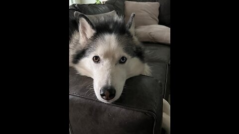 All Huskys, Snowdogs and More - Our Beautiful Eyes