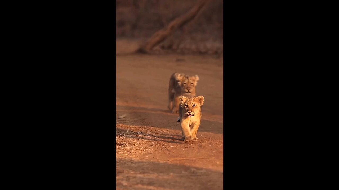 The king