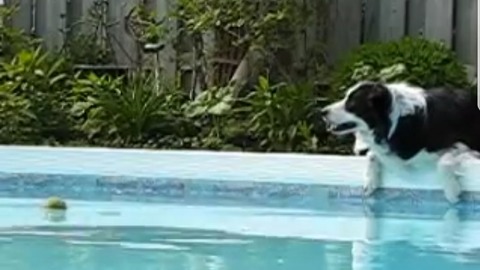 Border Collie vs. Pool