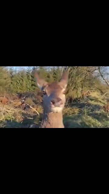 Deer Hunter Had His Target Clear In His Sights… Then This Happened