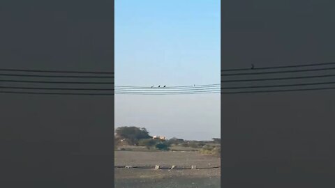 How many birds in video?#lifeinoman #subscribe #beautiful #nature #oman #support