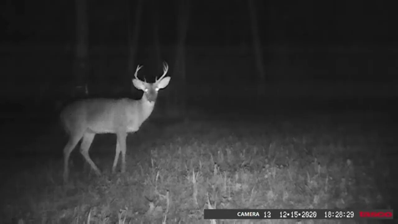 Whitetails, Manage your herd!