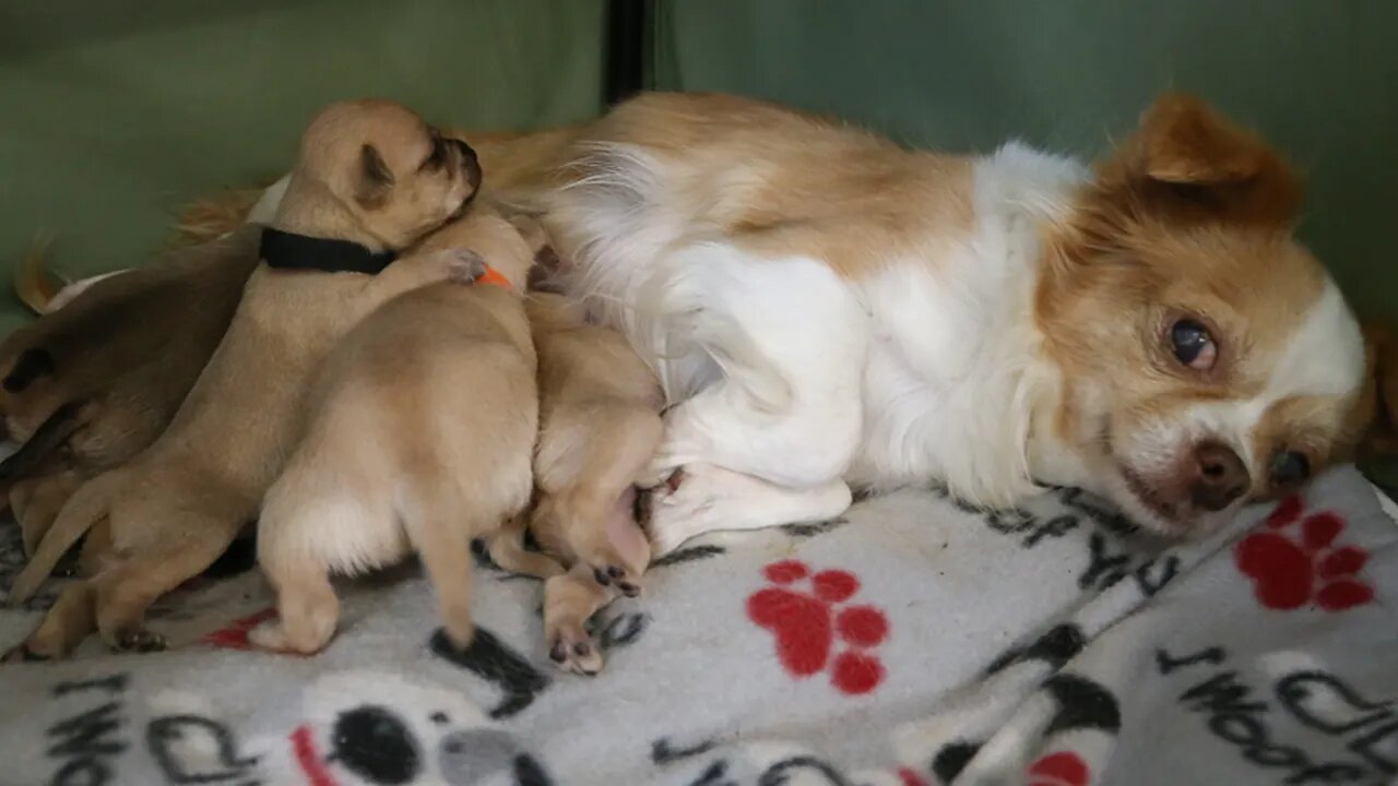 Dog Mom And Her Puppies Are Overjoyed Seeing Owner Back Home Late Midnight