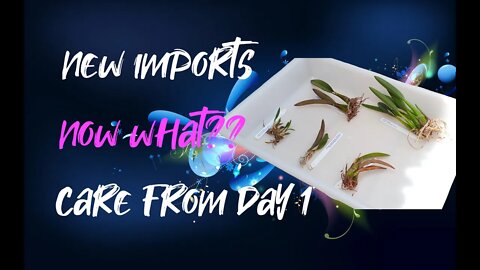 How to care for NEW IMPORTS / BAREROOT #orchids from Day 1 | Tips for Recovery prior to potting up