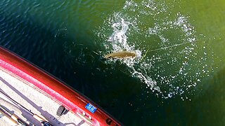 Fishing for Bedding Bass