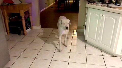 Telling a Dogo Argentino to Get Outta the Kitchen without Words