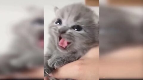 Cute and Funny Baby Cat humaity animal lover