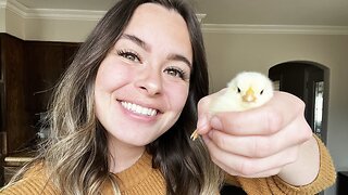 Caring For Backyard Chickens