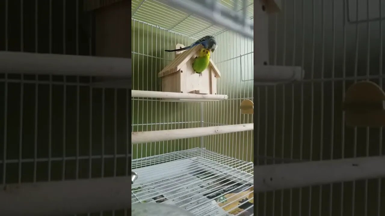 Male Budgie Feeding His Mate Too Cute!💖 #shorts #youtubeshorts #animallover #funny #budgies