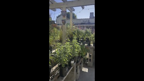 Beautiful Day in LA