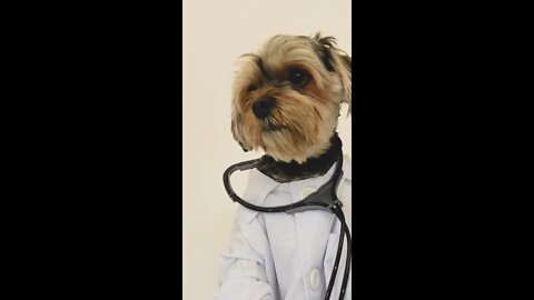 Doggy cute doctor😍😍😍😍