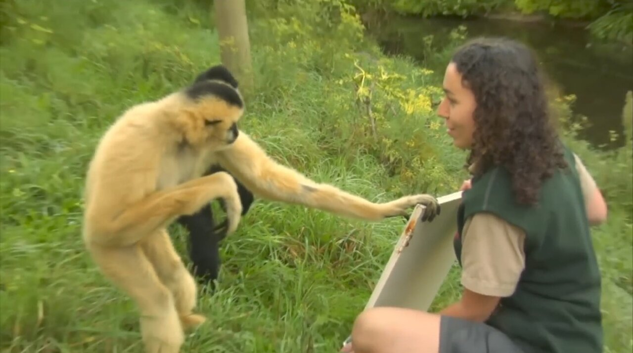 cute primates playing & climbing