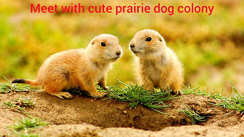 Meet with Cute prairie Dog colony