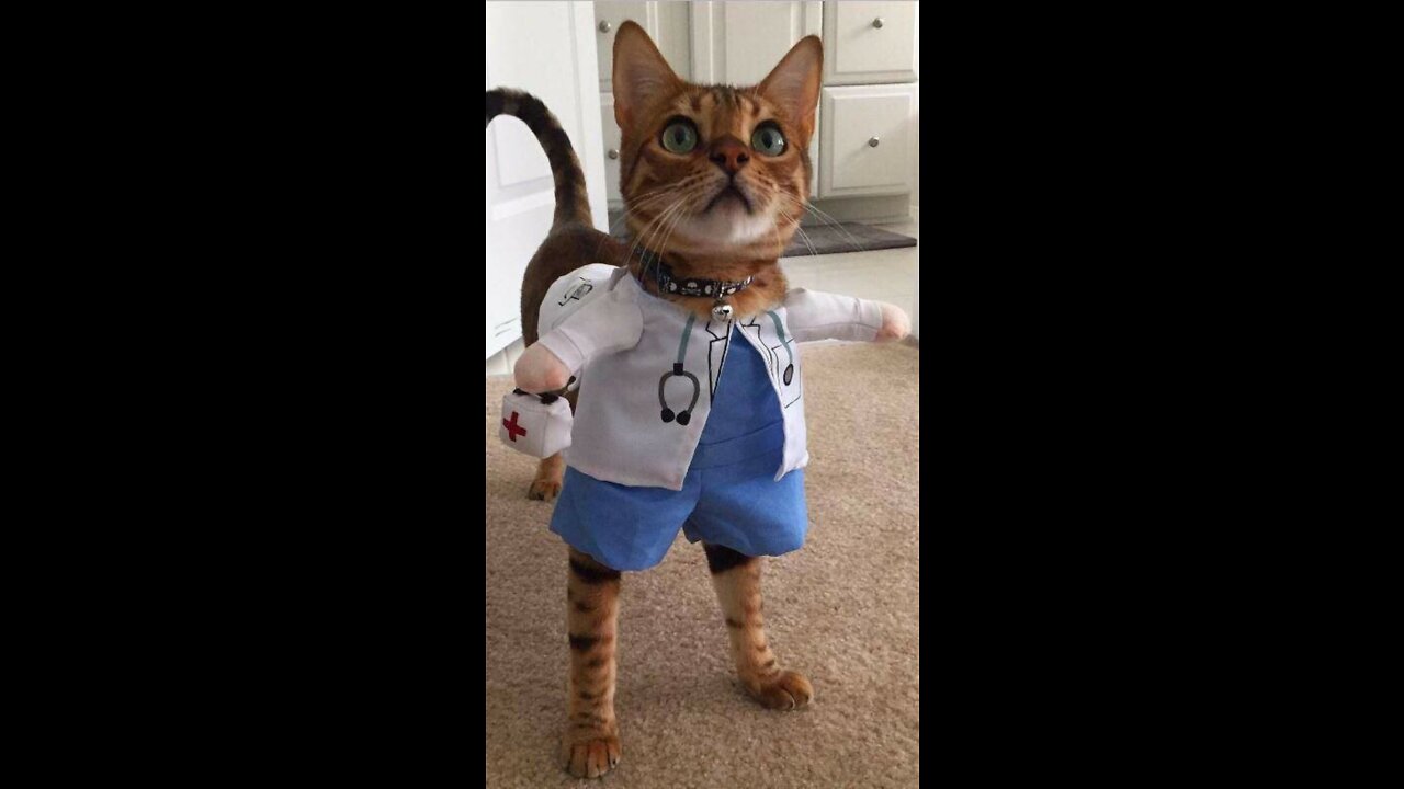 Funny moments from the life of cats. Fun with cats.