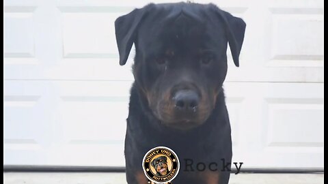 durotties