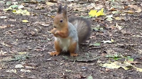 Funny squirrel 🐿 video 🐿🐿🐿