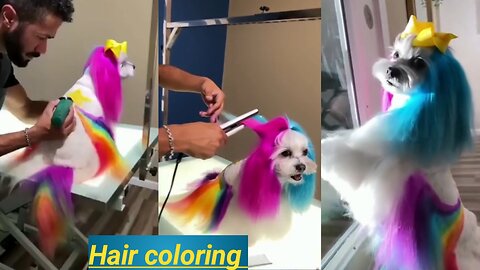 Cute Pet Dog hair coloring 🐶