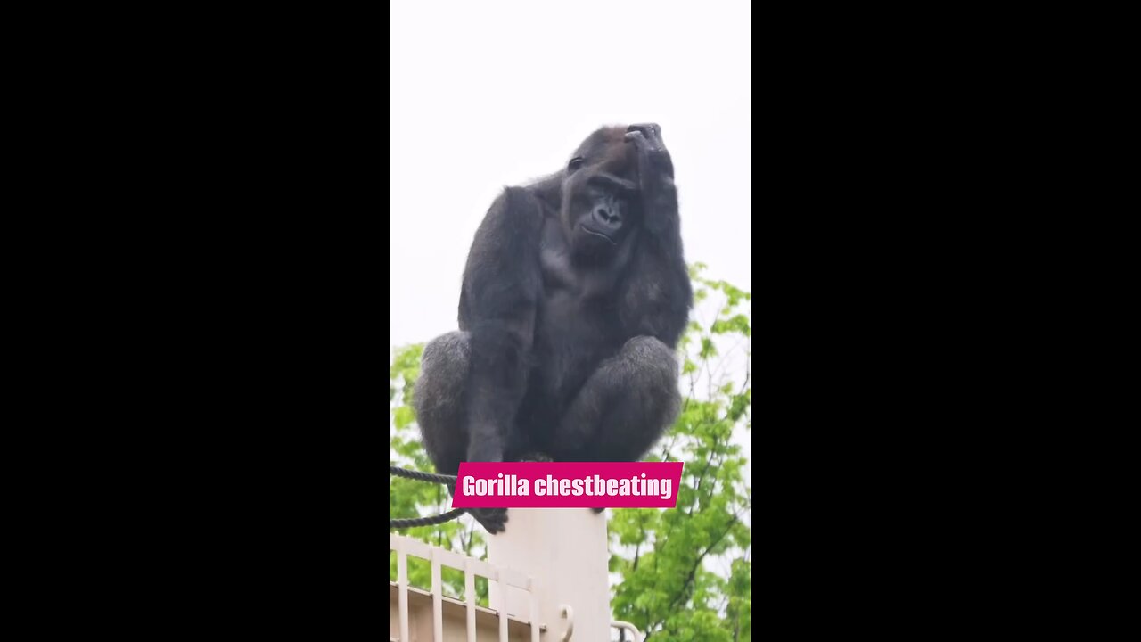 Gorilla chestbeating