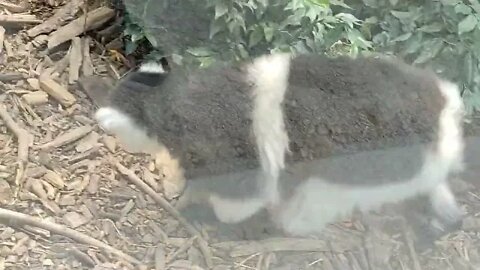 Part 4 - Ma Visite au Parc Zoologique Paris 🙋🏻‍♀️🎥❗- Les Lemurs Vari 💙