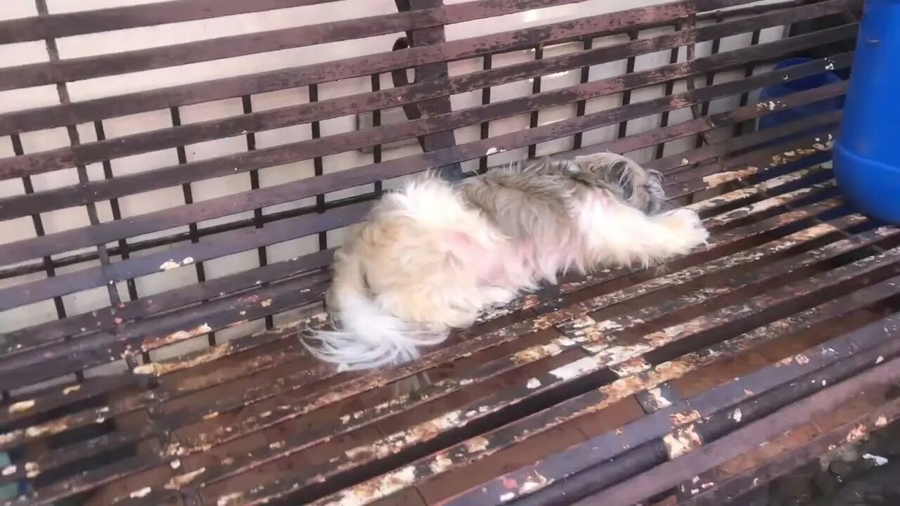 My Shih Tzu Puppy After Meal today🐾😴