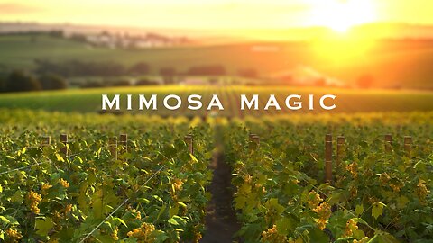 Mimosa Magic